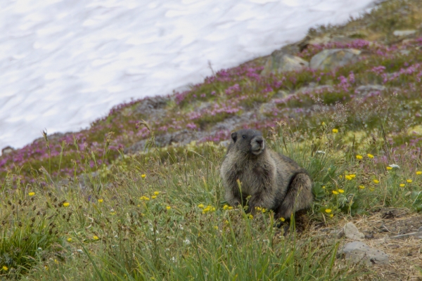 Photo of Marmota caligata by David Shackleton